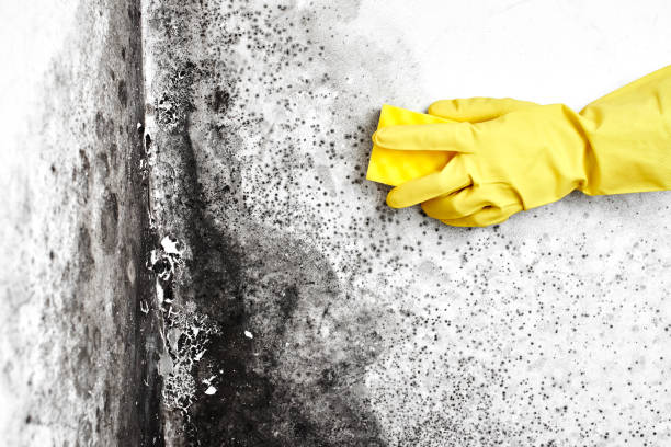Best Black Mold Removal  in Rossvle, IL