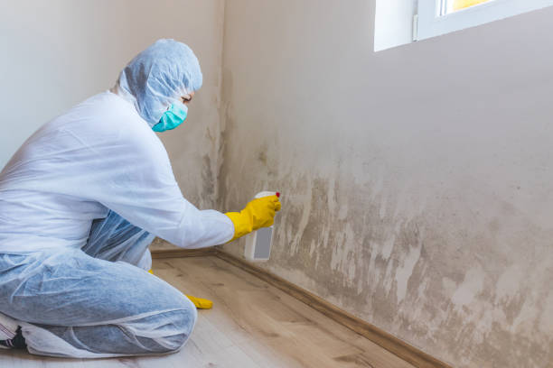 Best Mold Testing  in Rossvle, IL