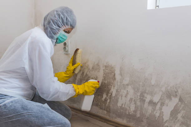 Best Mold Removal Company Near Me  in Rossvle, IL