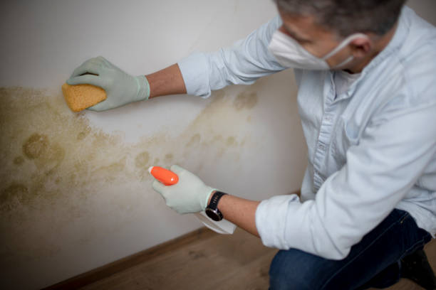 Rossville, IL Mold Removal Company