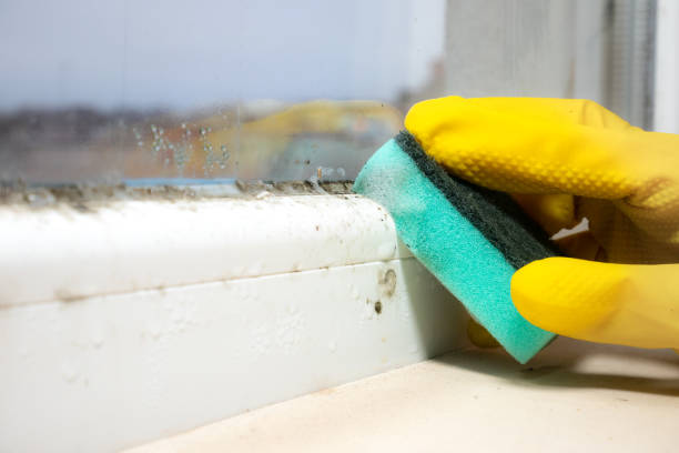 Best Mold Removal Company Near Me  in Rossvle, IL