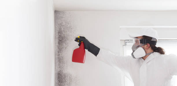 Best Mold Testing  in Rossvle, IL