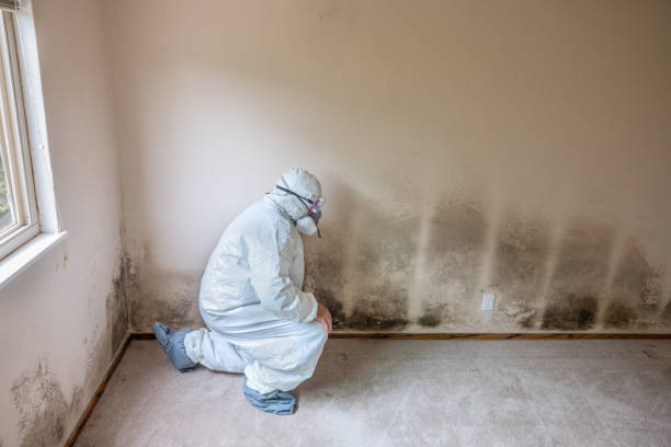Best Black Mold Removal  in Rossvle, IL