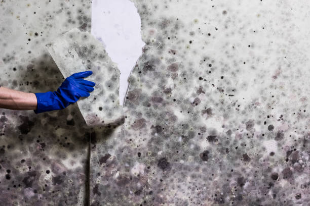 Attic Mold Removal in Rossville, IL