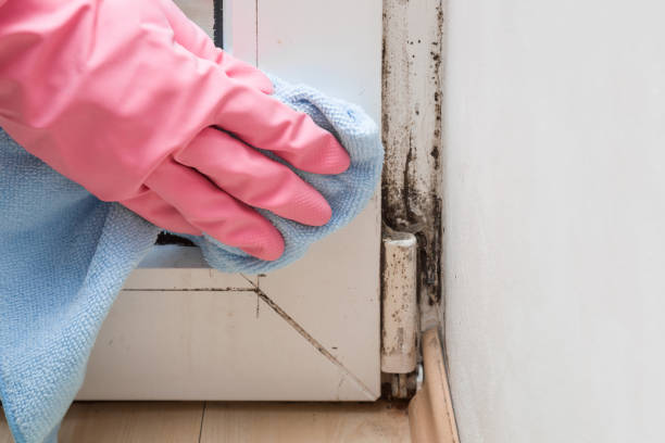 Best Attic Mold Removal  in Rossvle, IL