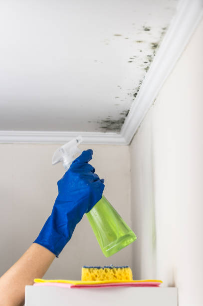 Best Home Mold Removal  in Rossvle, IL