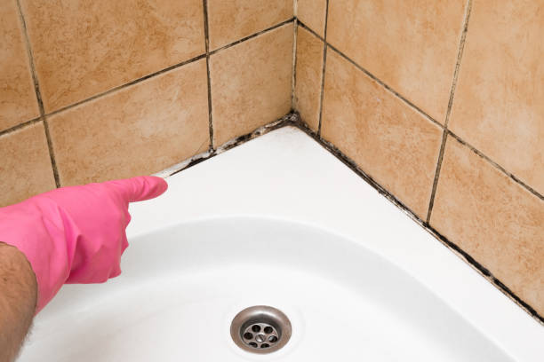 Best Commercial Mold Removal  in Rossvle, IL